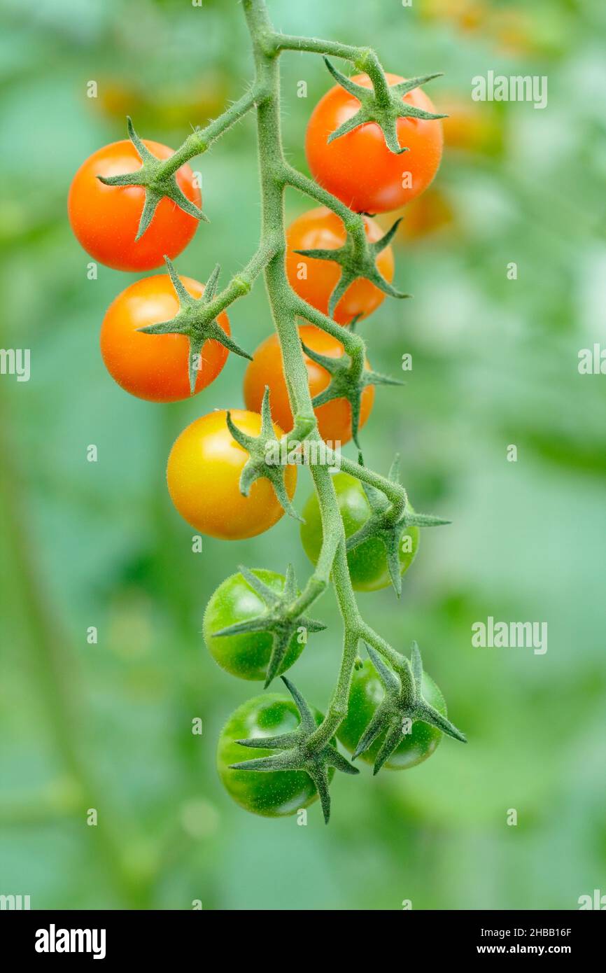 Sungold Tomaten wachsen auf der Rebe. Solanum lycopersicum Sungold F1 Kirschtomaten in einem britischen Gewächshaus. Stockfoto