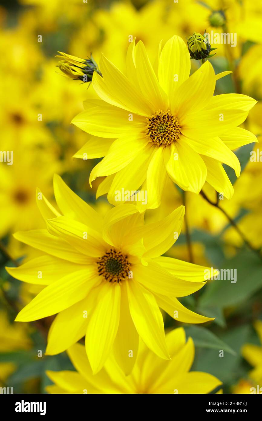 Helianthus 'Miss Mellish' mehrjährige Sonnenblume. Halbdoppelte Blüten von Helianthus × laetiflorus 'Miss Mellish in UK Gartengrenze. Stockfoto