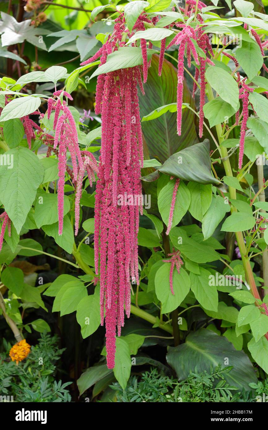Amaranthus Liebe liegt blutende Pflanze. Hängende Blütenköpfe von Amaranthus caudatus Love blutet im britischen Garten. Stockfoto