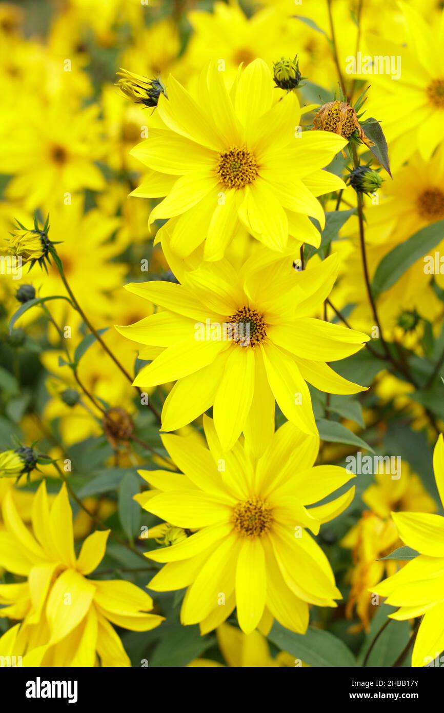 Helianthus 'Miss Mellish' mehrjährige Sonnenblume. Halbdoppelte Blüten von Helianthus × laetiflorus 'Miss Mellish in UK Gartengrenze. Stockfoto