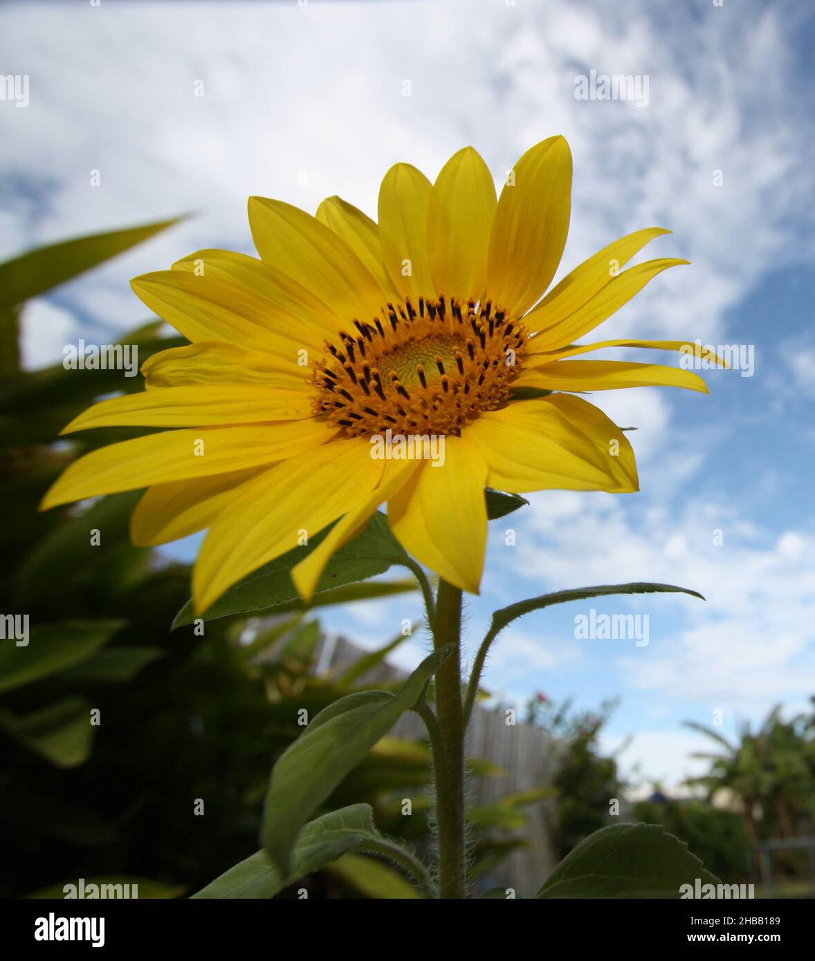 Sonnenblume Weitwinkel Hellgelb Nahaufnahme mit Himmel Hintergrund Stockfoto