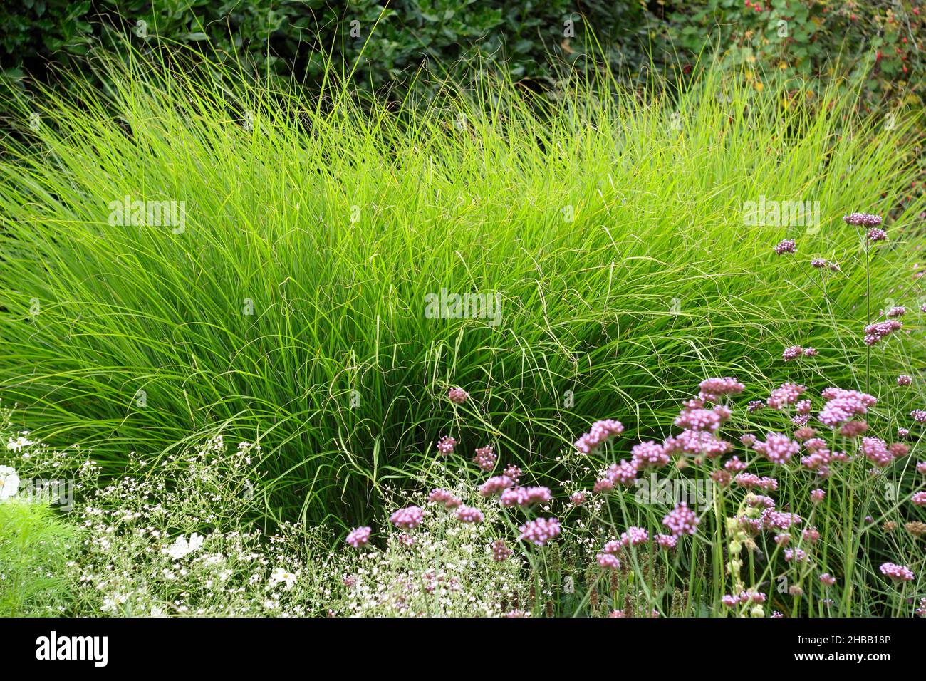 Miscanthus sinensis gracillimus ornamentales Laubgras in Großbritannien Spätsommer Gartengrenze. Auch als „eulalia“ Gracillimus bezeichnet Stockfoto