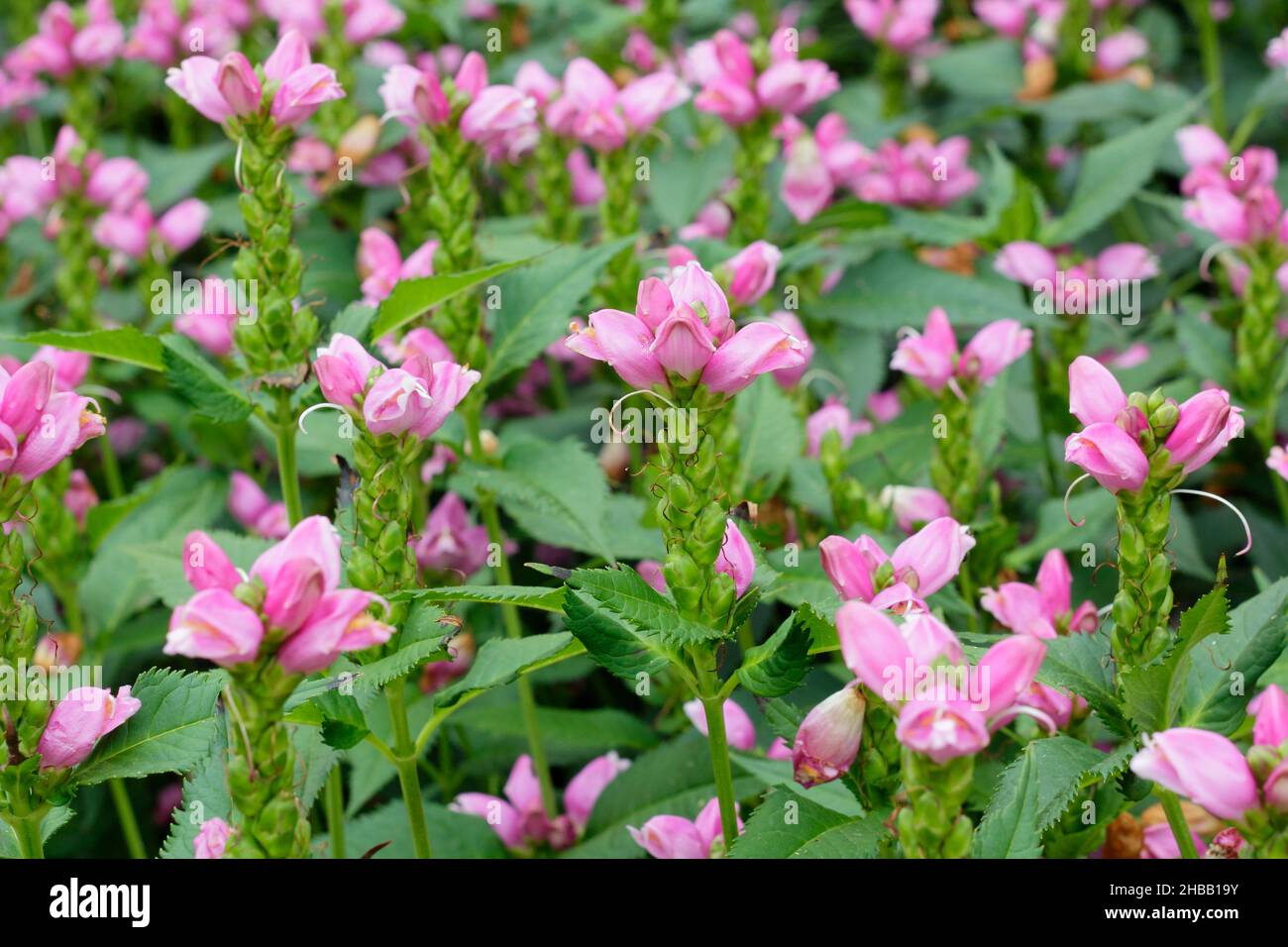 Chelone obliqua. Blüten von Chelone obliqua, auch Twisted Muschelblume und rosa Turtelkopf genannt, im Spätsommer Garten Grenze. VEREINIGTES KÖNIGREICH Stockfoto