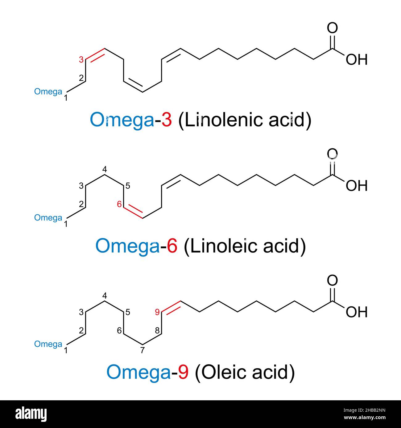 Omega-n-Fettsäuren. Die Position der ersten Doppelbindung der Fettsäure wird mit n als Zahl angegeben, die vom Omega-Ende des Moleküls aus gezählt wird. Stockfoto