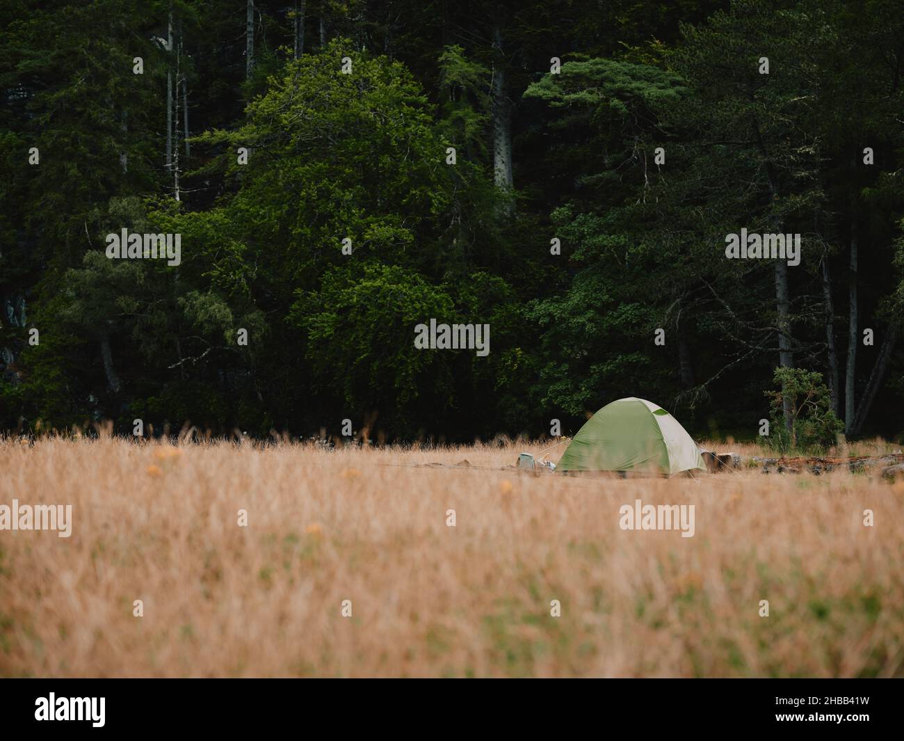 Ein Einzelt wild Camping in einer Waldlandschaft in den West Highlands in Schottland - Wildnis camping Stockfoto