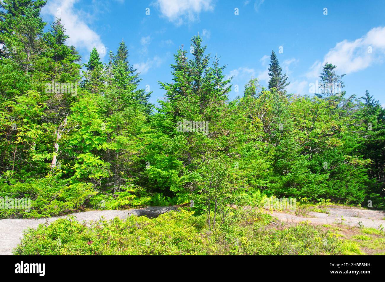 Verschiedene Bäume auf dem Gipfel des Mount Willard in der weißen Bergregion von Bretton Woods, New Hampshire. Stockfoto