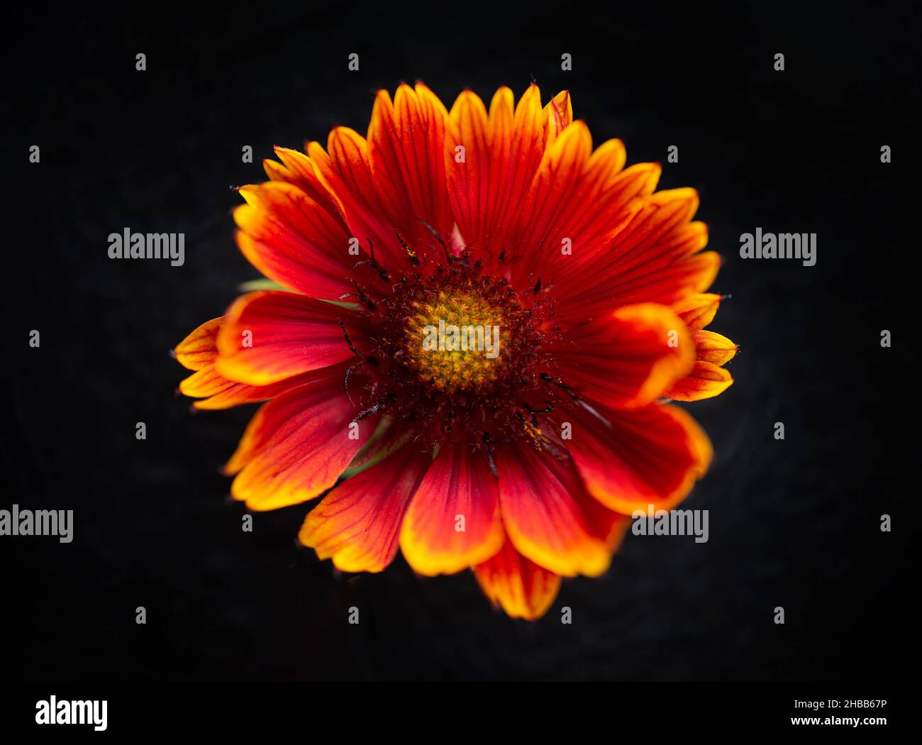 Studioaufnahme der Blume auf schwarzem Hintergrund. Makrofoto. Stockfoto