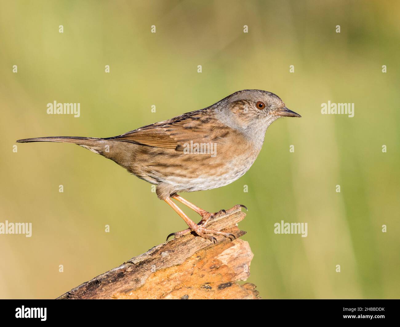 Ein Dunnock, der kürzlich auf die rote Liste der britischen Vögel aufgenommen wurde und in Mitte Wales auf Nahrungssuche war Stockfoto