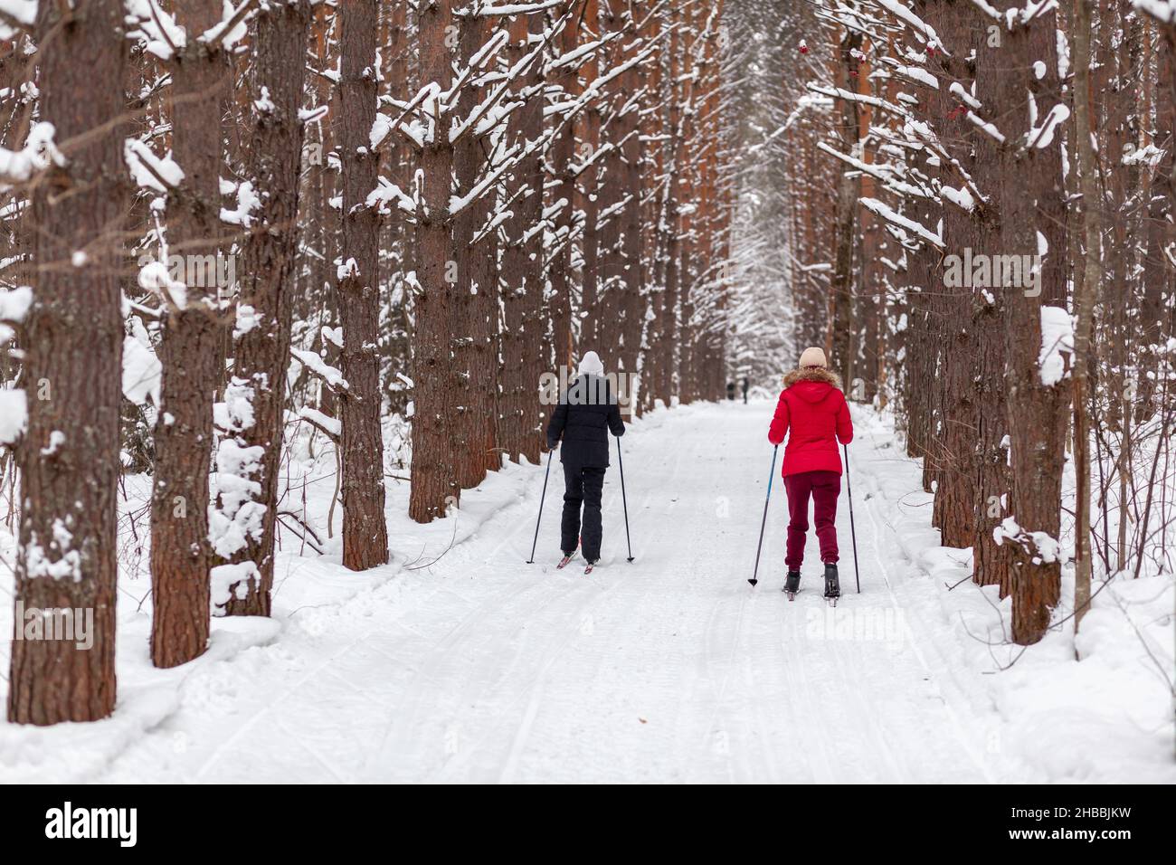 Zwei Mädchen in einer schwarz-roten Jacke fahren im Winter in einem verschneiten Wald auf einer Skipiste. Bäume in einer Reihe... Rückansicht. Skifahren in einer schönen sn Stockfoto