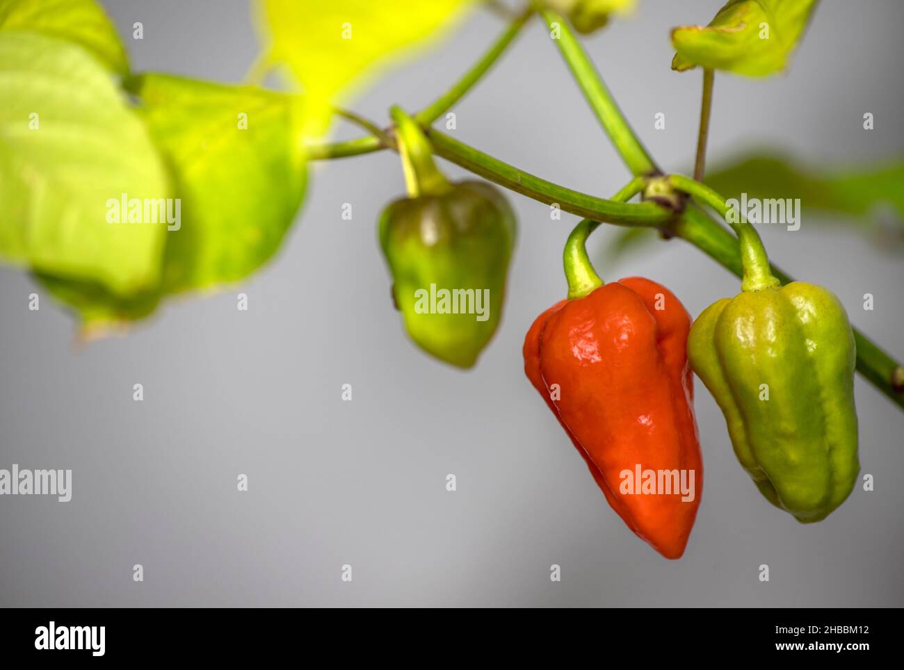 Unreifer 7-Topf-Chilischote Stockfoto