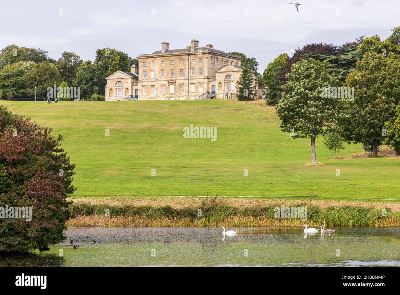 Cusworth Hall, mit Schwanen im See. Musuem, altes Herrenhaus und Parklandschaft in Doncaster, Yorkshire, England Stockfoto