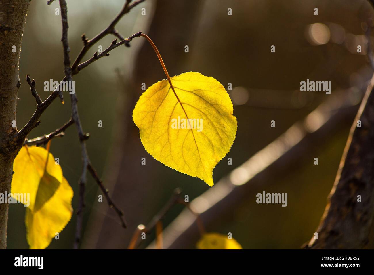 Gelbes Aprikosenblatt, auf Baum schaukelnd Stockfoto