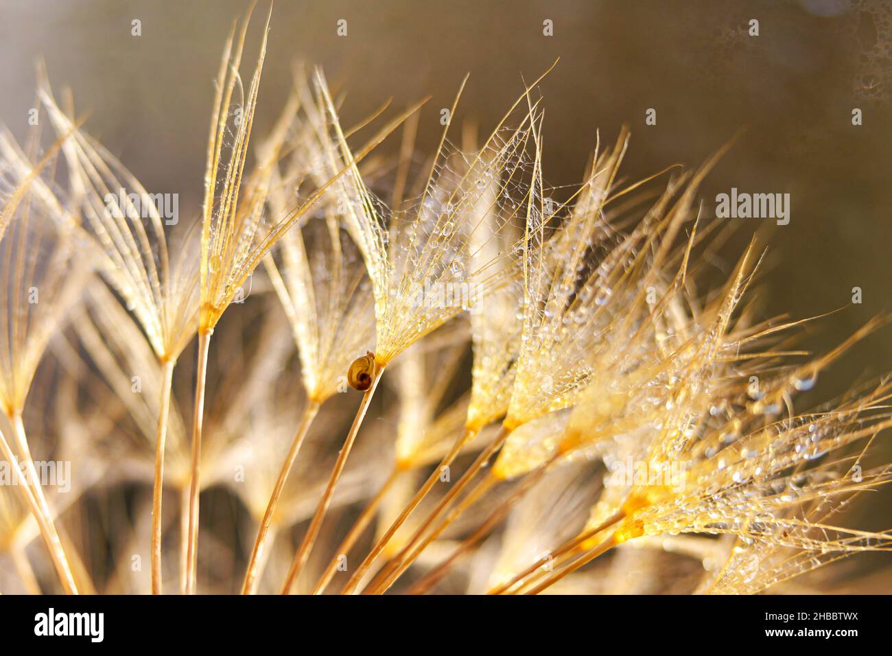 Kleine Schnecke auf der Eselnußblüte. Naturhintergrund mit Elandelion Stockfoto