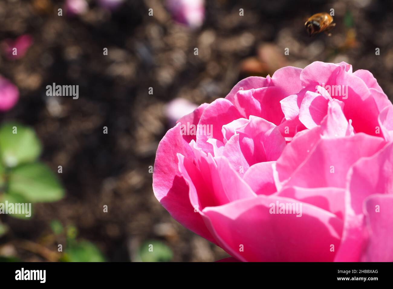 Bienen fliegen von einer rosa Blume weg Stockfoto