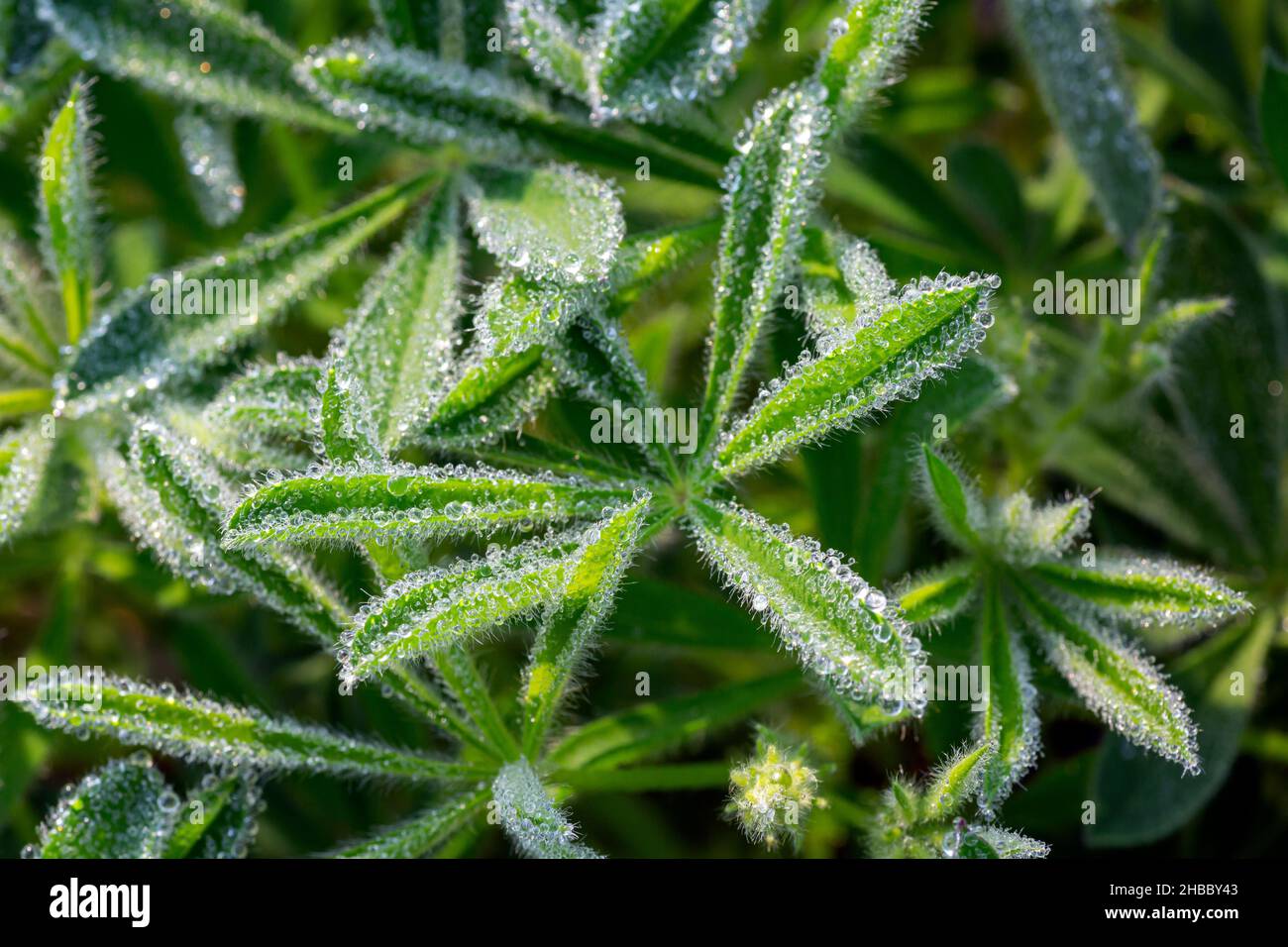WA19882-00...WASHINGTON - Morgentau bedeckt die Blätter der subalpinen Lupine, die auf einer Wiese in der Nähe von Paradise im Mount Rainier National Park wächst. Stockfoto