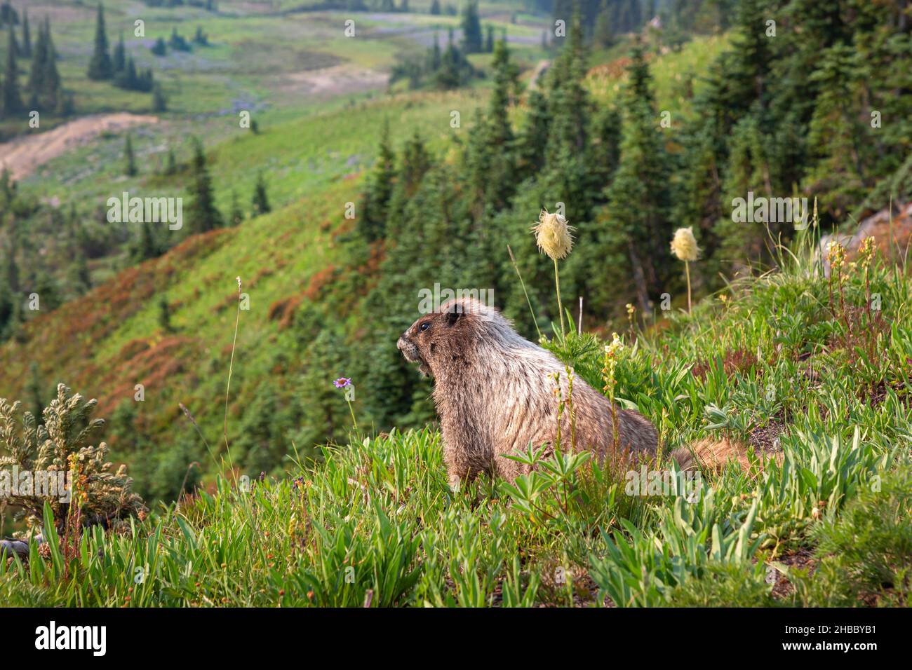 WA19893-00...WASHINGTON - Murmeltier mit Blick auf die üppigen Wiesen rund um Paradise im Mount Rainier National Park. Stockfoto