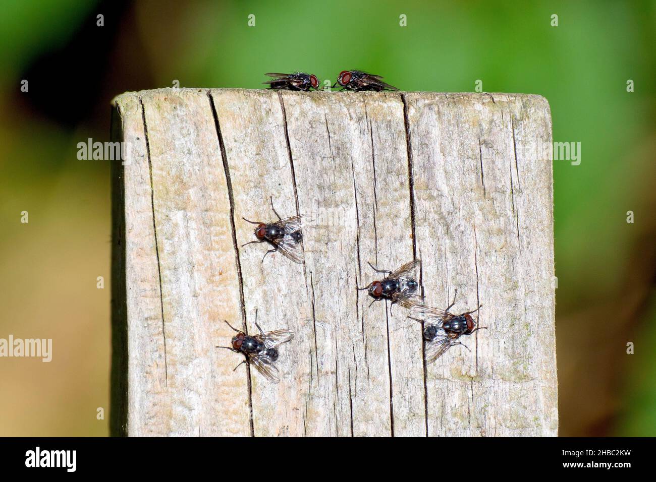 Nahaufnahme mehrerer Fliegen auf einem alten Fencepost, die sich in der frühen Herbstsonne sonnen. Stockfoto