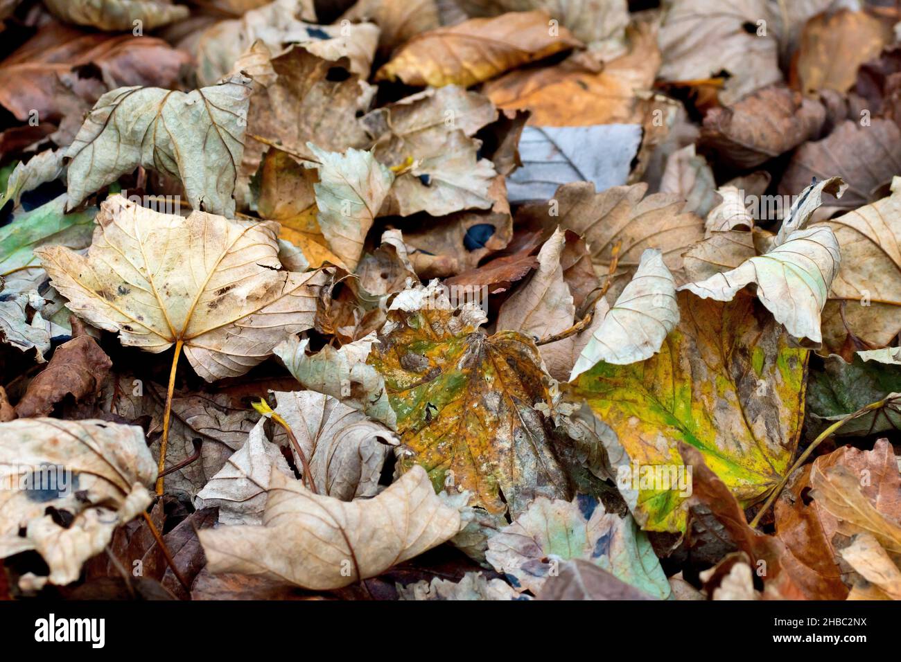 Nahaufnahme von ausgetrockneten, heruntergefallenen Blättern, die im Herbst auf einem Waldboden liegen. Stockfoto