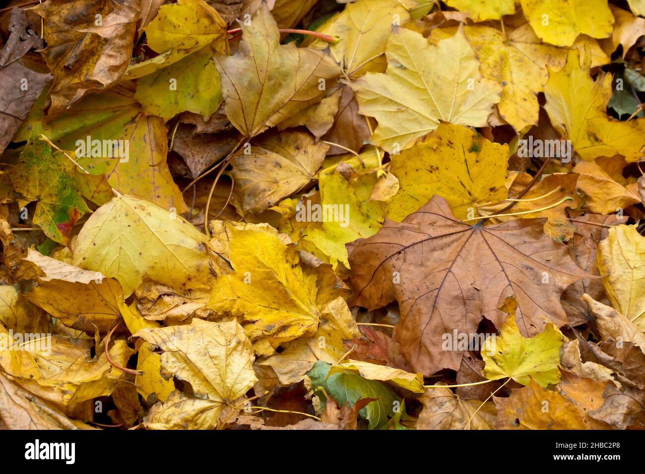 Ein Nahaufnahme des meist gelben Herbstlaubabfalles, der unter den Bäumen in einem Park verstreut ist. Stockfoto