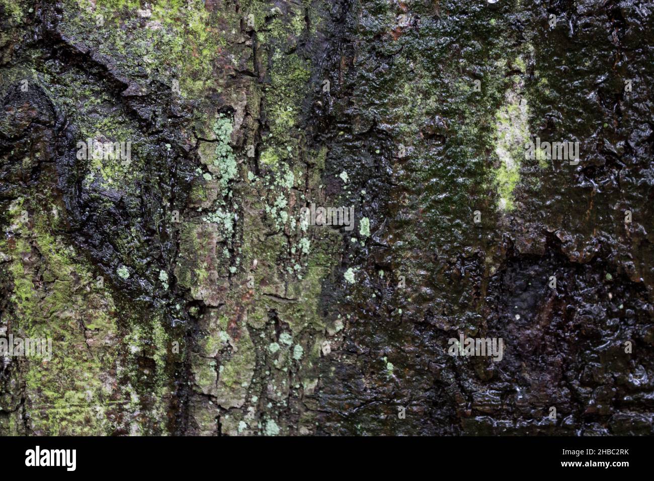 Baumoberfläche, Rinde, Abstrakte Natur, Hintergrundbild, Nahaufnahme Abstraktes Bild, Muster, Textur Stockfoto