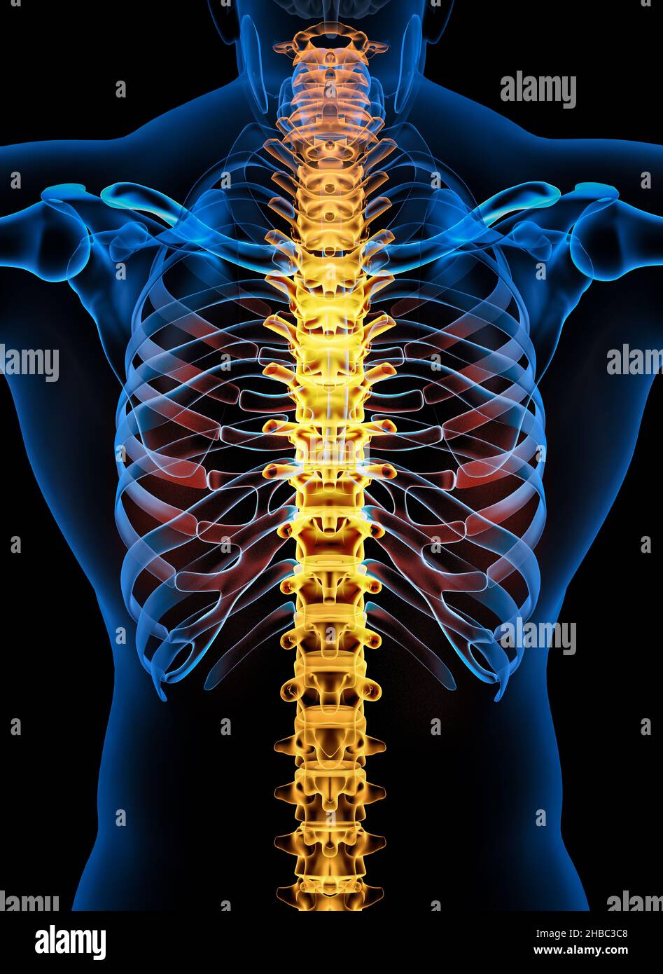 Skelett Wirbelsäule des menschlichen Skelettsystems Anatomie. Vorderansicht - Abbildung 3D Stockfoto