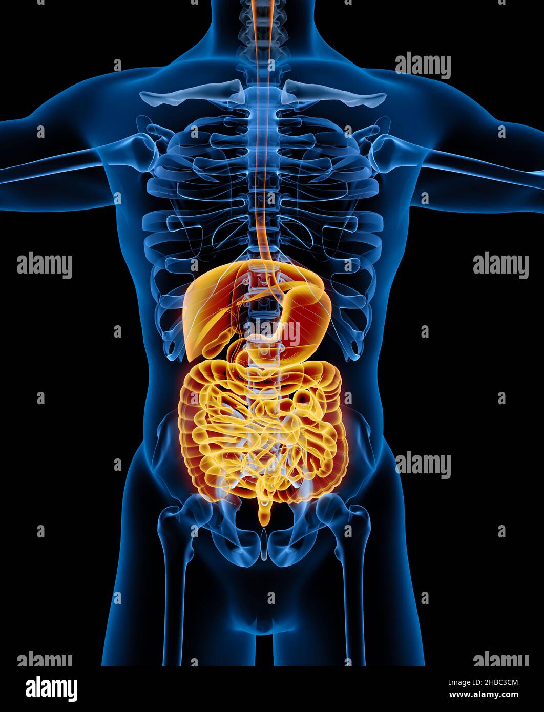 Verdauungssystem des menschlichen Skelettsystems Anatomie. Vorderansicht - Abbildung 3D Stockfoto
