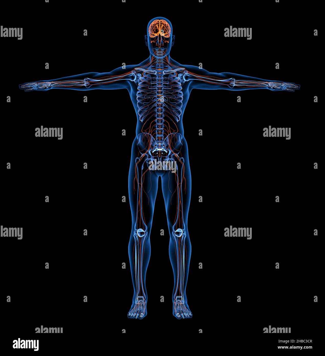 Nervensystem des menschlichen Körpers Röntgenstrahlen. Vorderansicht - Abbildung 3D Stockfoto