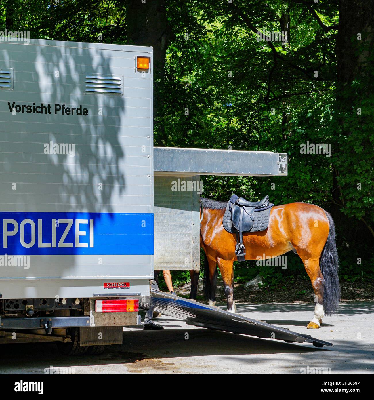 Ungewöhnlicher Pony Transport Polizei In Alsdorf Greift Ein - whb3kyd