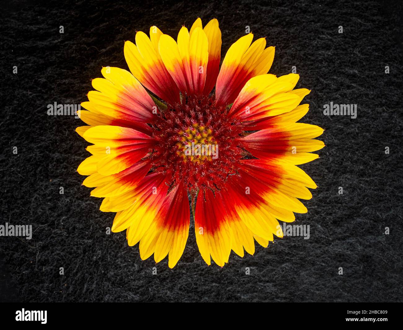 Studioaufnahme der Blume auf schwarzem Hintergrund. Dekorative Blumen. Stockfoto