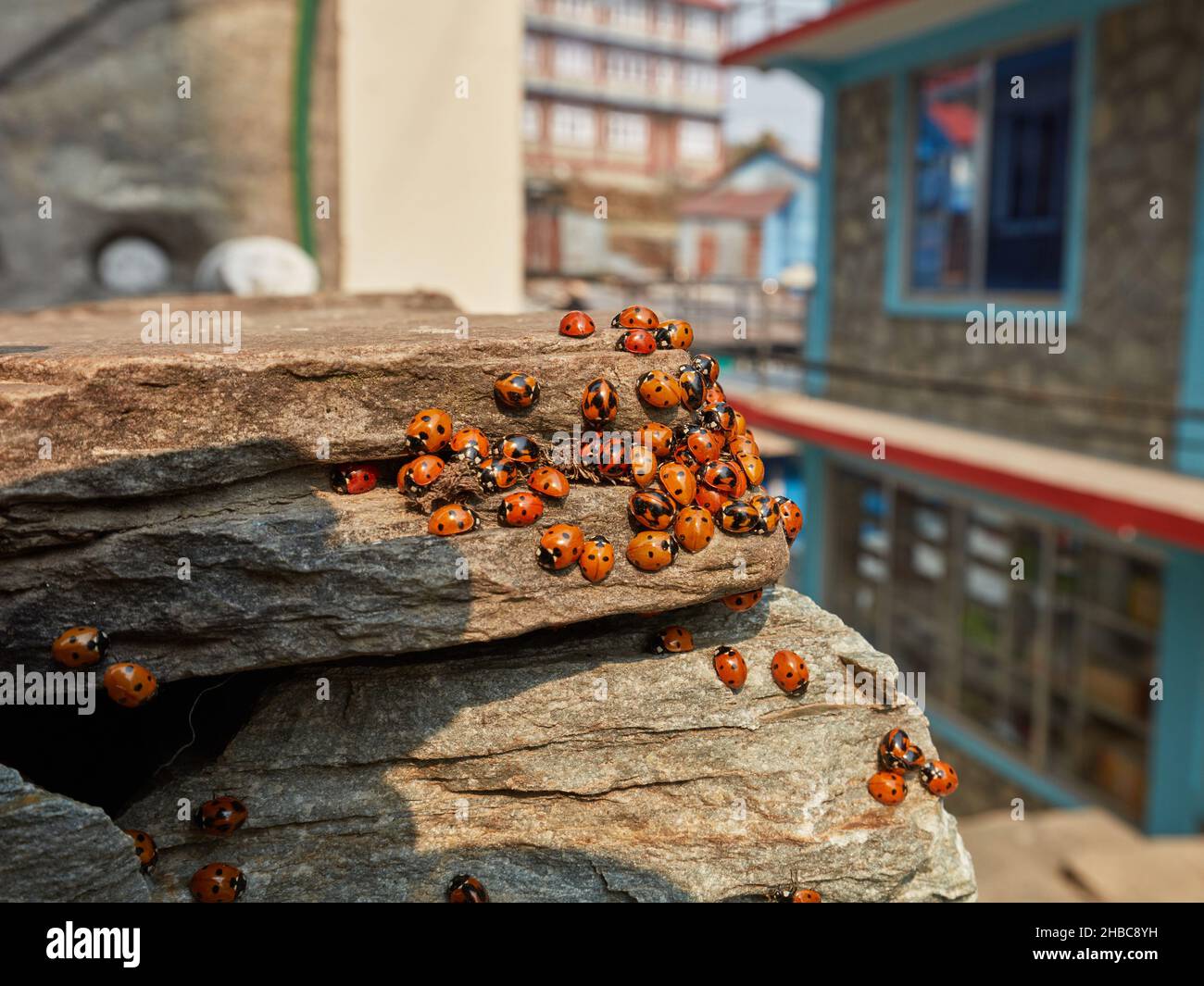 Bunte Asiatische Lady Beetle. Eine große Gruppe Marienkäfer sammelte sich auf den Felsen in der Nähe von Gebäuden Stockfoto