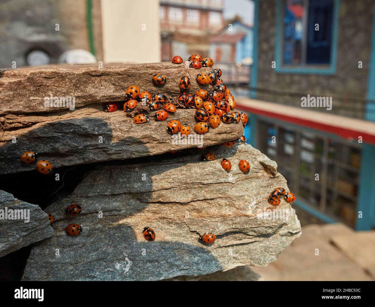 Bunte Asiatische Lady Beetle. Eine große Gruppe Marienkäfer sammelte sich auf den Felsen in der Nähe von Gebäuden Stockfoto