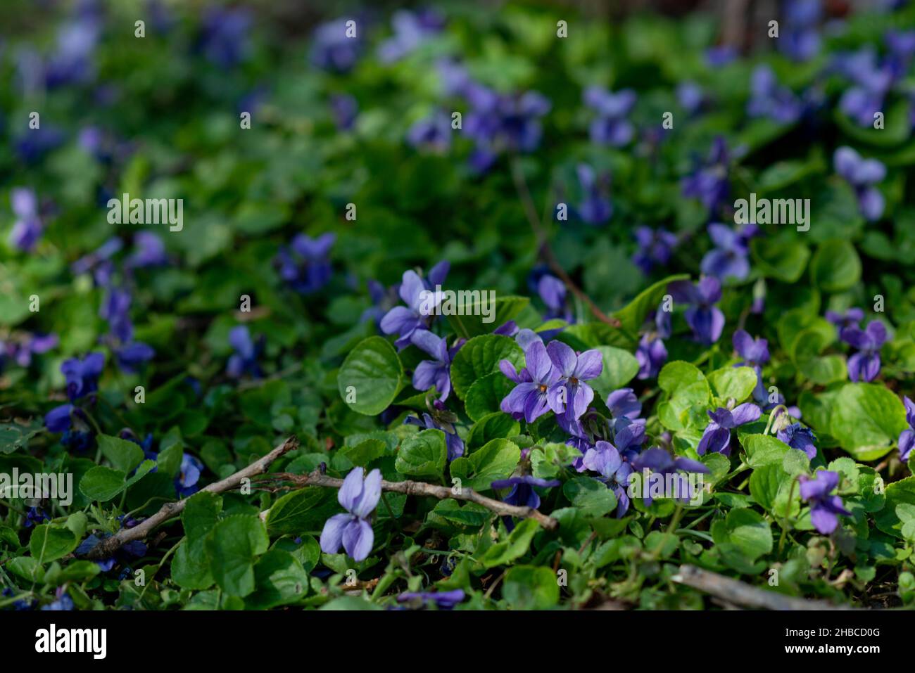 Schönes Grasblatt und Blumen von Veilchen im Frühling. Stockfoto