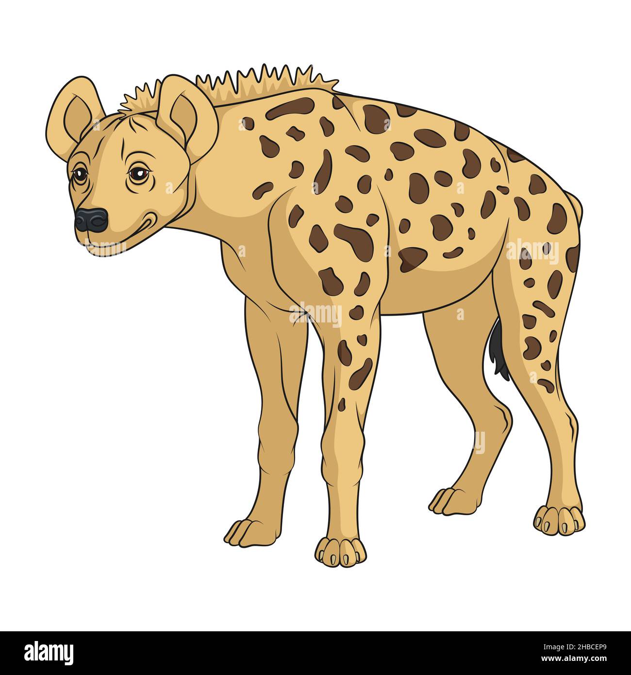 Farbabbildung mit afrikanisch gefleckten Hyänen. Isoliertes Vektorobjekt auf weißem Hintergrund. Stock Vektor