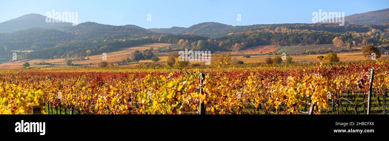 Panoramablick über die autumnell gefärbten Weinberge in der sogenannten Thermal Region nahe dem Dorf Sooss am Rande der europäischen alpen Stockfoto