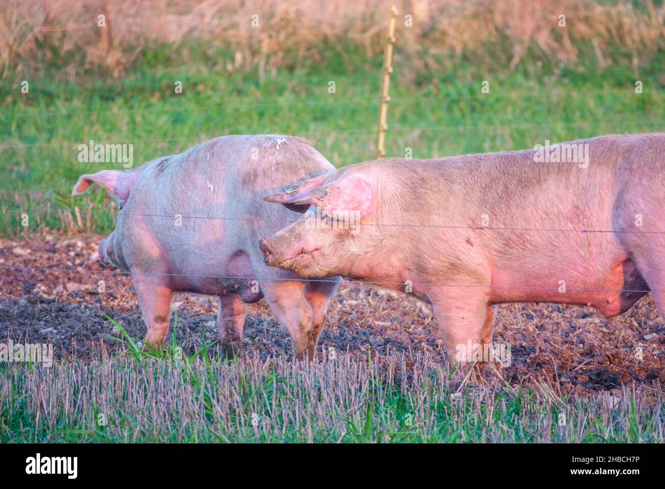 Holländische Landrasse sät Schwein bei Sonnenuntergang am späten Nachmittag, wandert über ihren Freilandhalter Wiltshire UK Stockfoto