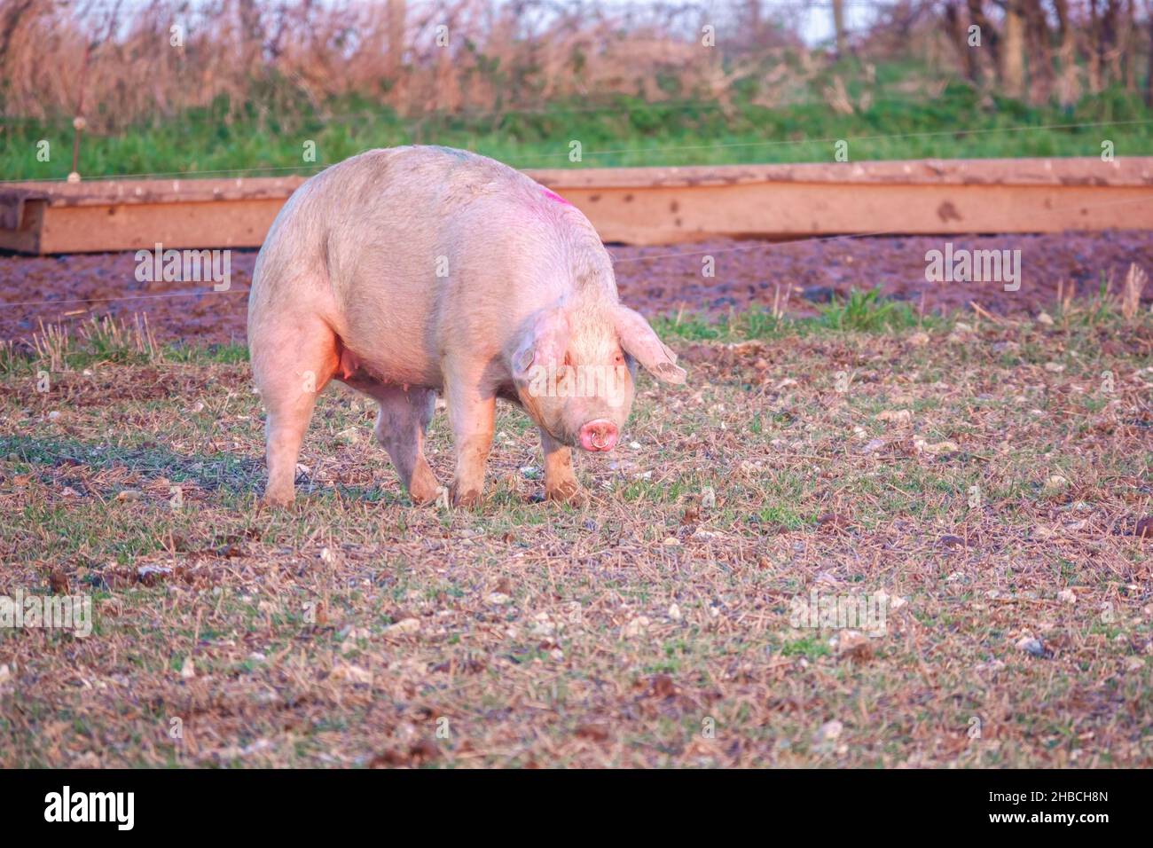 Holländische Landrasse sät Schwein bei Sonnenuntergang am späten Nachmittag, wandert über ihren Freilandhalter Wiltshire UK Stockfoto