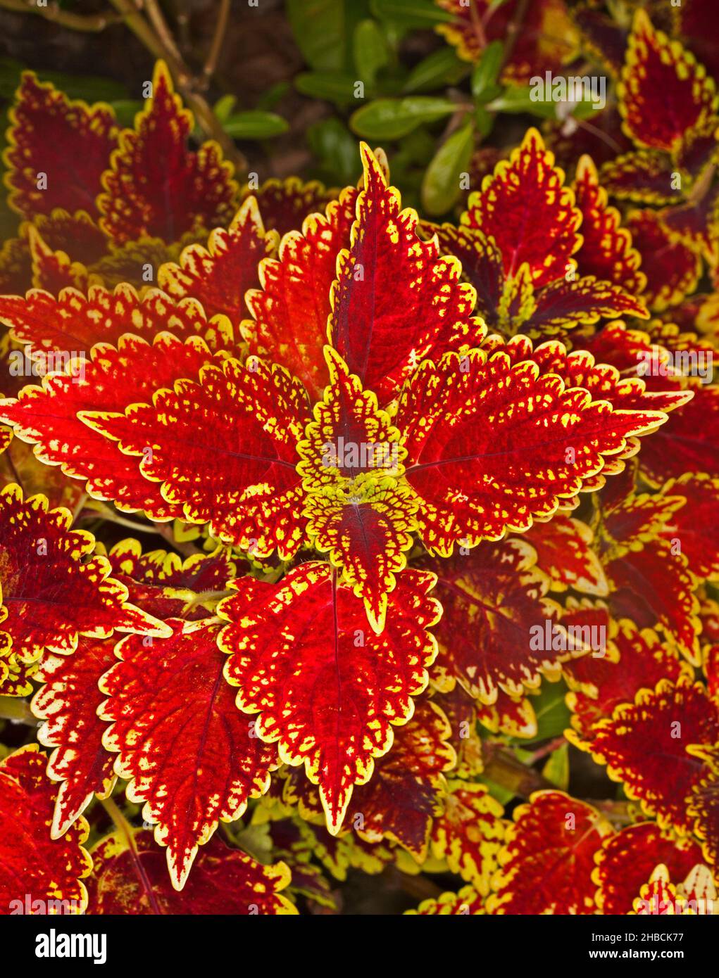 Farbenfrohe, leuchtend rote Blätter mit gelben gezackten Rändern der Sorte Coleus, Solenostemon, einer mehrjährigen Gartenpflanze, in Australien Stockfoto