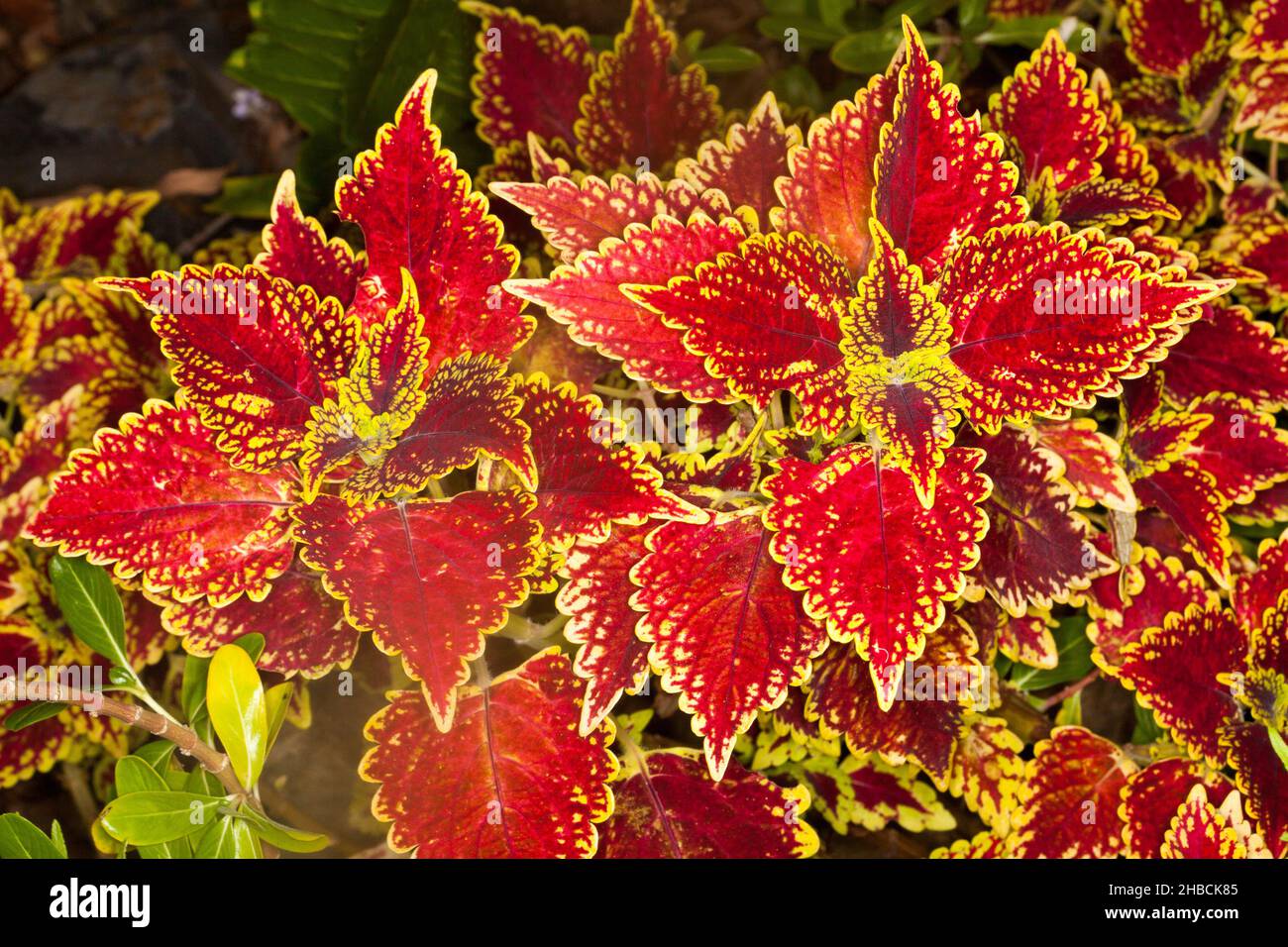 Farbenfrohe, leuchtend rote Blätter mit gelben gezackten Rändern der Sorte Coleus, Solenostemon, einer mehrjährigen Gartenpflanze, in Australien Stockfoto