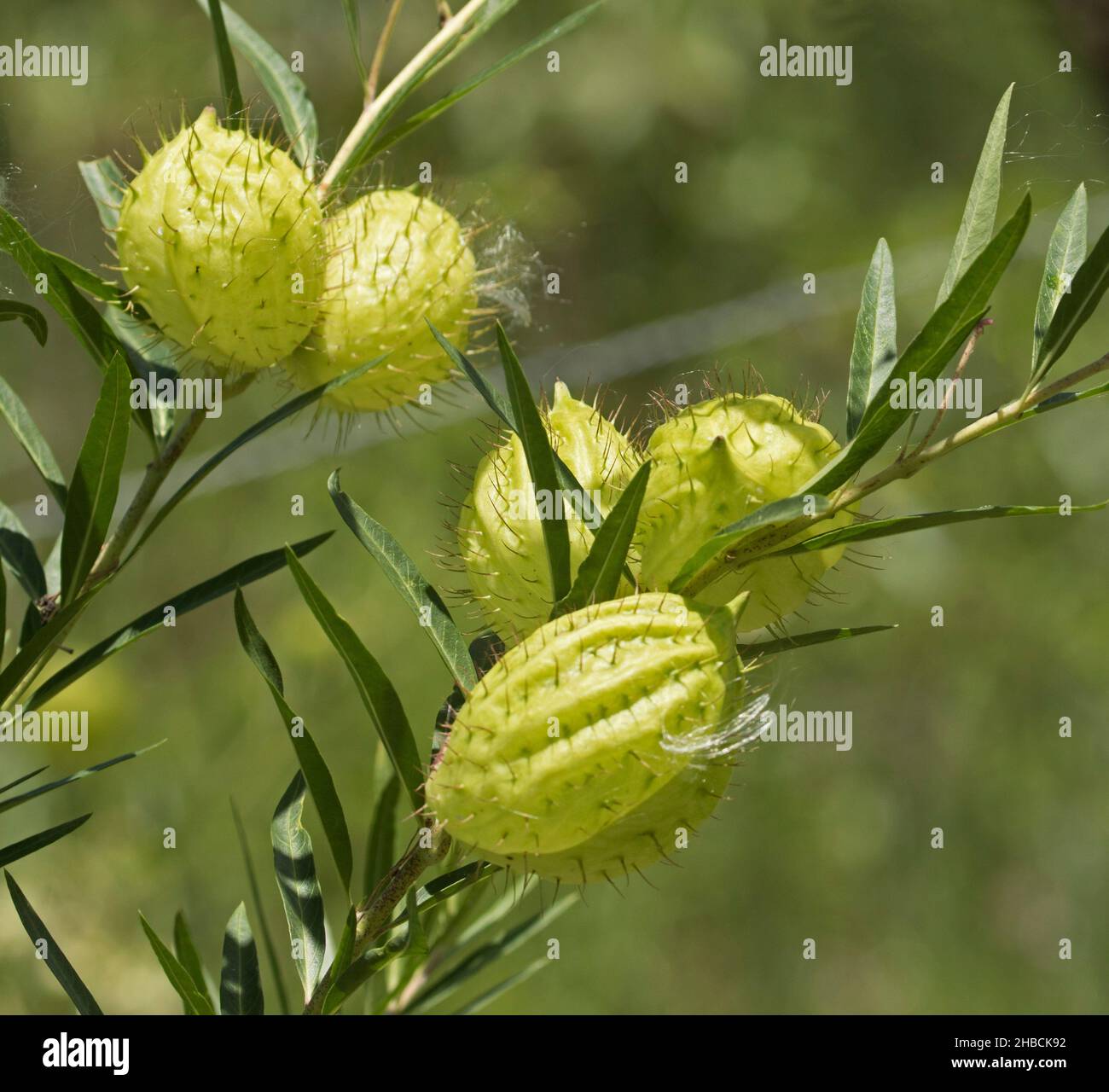 Ungewöhnliche Samenkapseln und schmale grüne Blätter von Gomphocarpus physocarpus, Balloon Cotton Bush, invasives Unkraut, vor hellgrünem Hintergrund, Australien Stockfoto