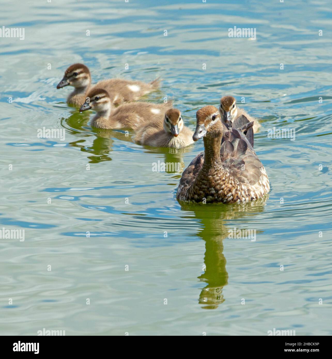 Weibliche Holzente, Chenonetta jubata, mit einer Gruppe von Entchen, die auf dem Wasser des Sees im Stadtpark in Australien paddeln und sich darin spiegeln Stockfoto