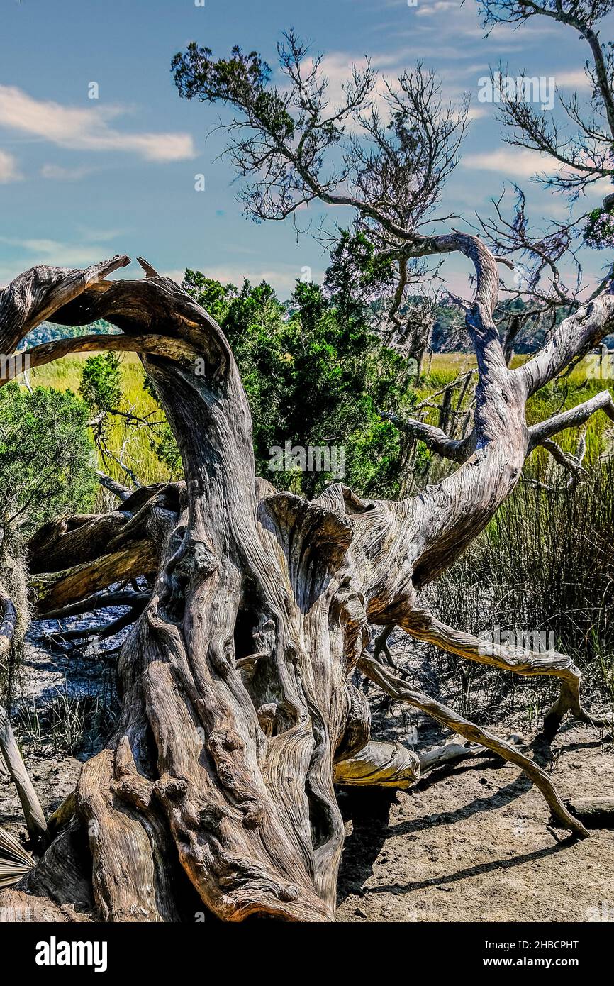 Dead Tree am Rande des Feuchtbiotschens Stockfoto