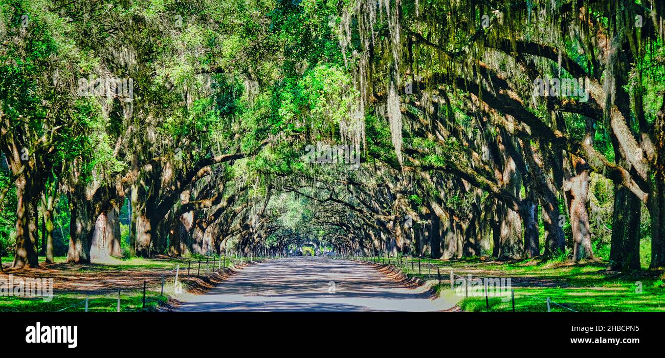 Grüne Eichen und spanischer Moos Stockfoto