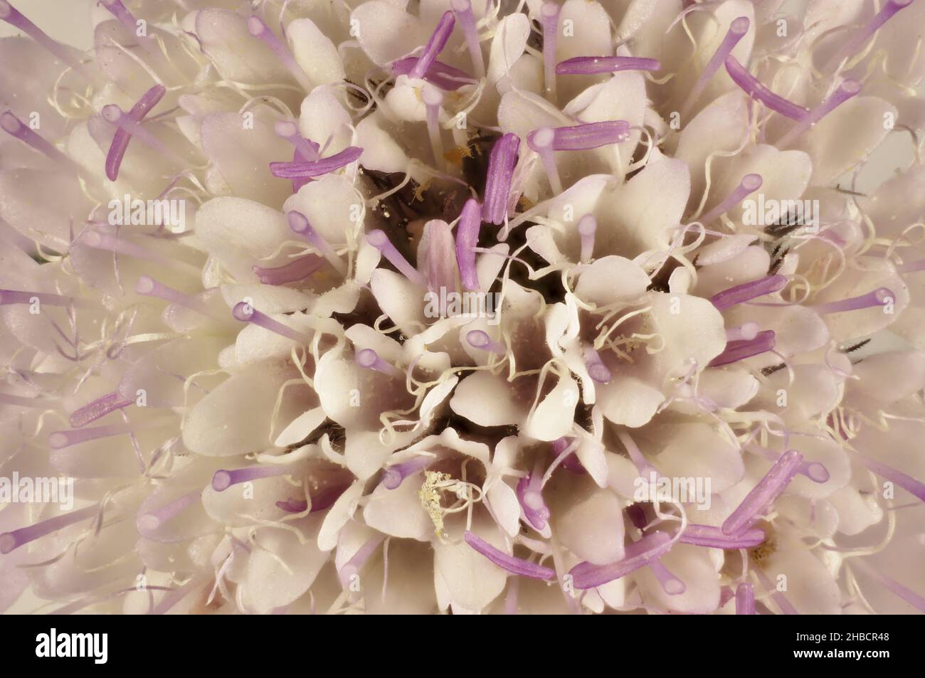 Makrohintergrund der Blume der Süßen Schabrackenblume (Sixalix atropurpurea) Stockfoto