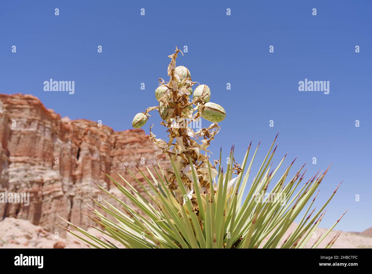 Joshua Tree Früchte gegen rote Felssandsteinformationen in der Mojave Wüste. Stockfoto