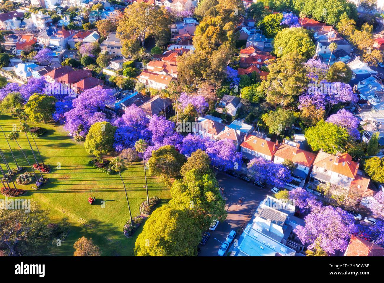 Blühende Jacaranda-Bäume in wohlhabenden Wohnvorstadt von Sydney North Shore - Luftaufnahme. Stockfoto