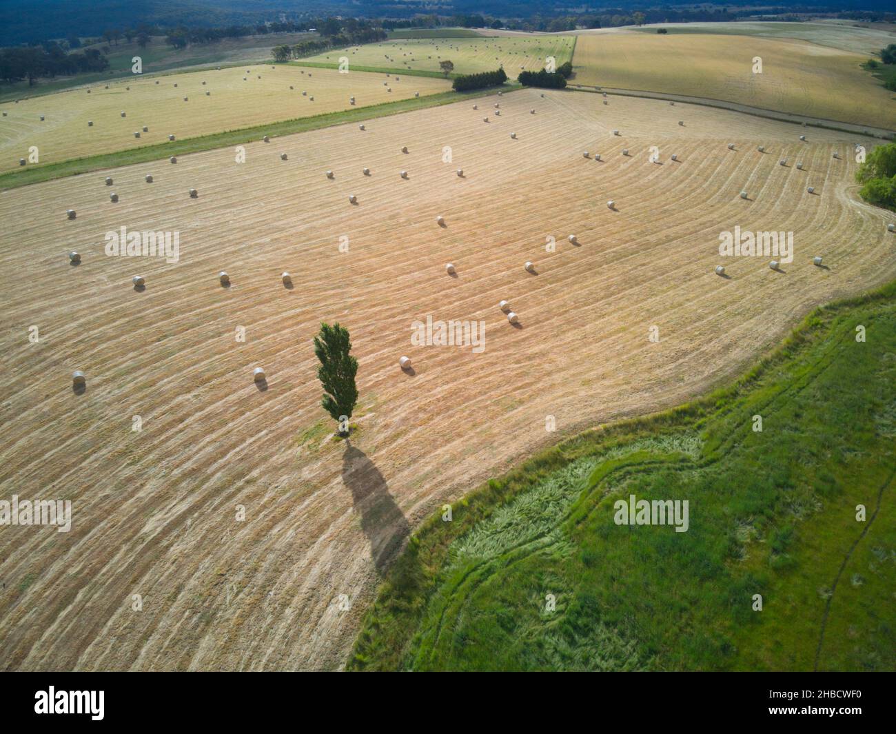 Luftlandwirtschaft und ländliche Ackerlandschaft mit Heuballen, Erntemuster und einsamem Baum, mit grüner Weide, im Zentrum von Victoria, Australien. Stockfoto