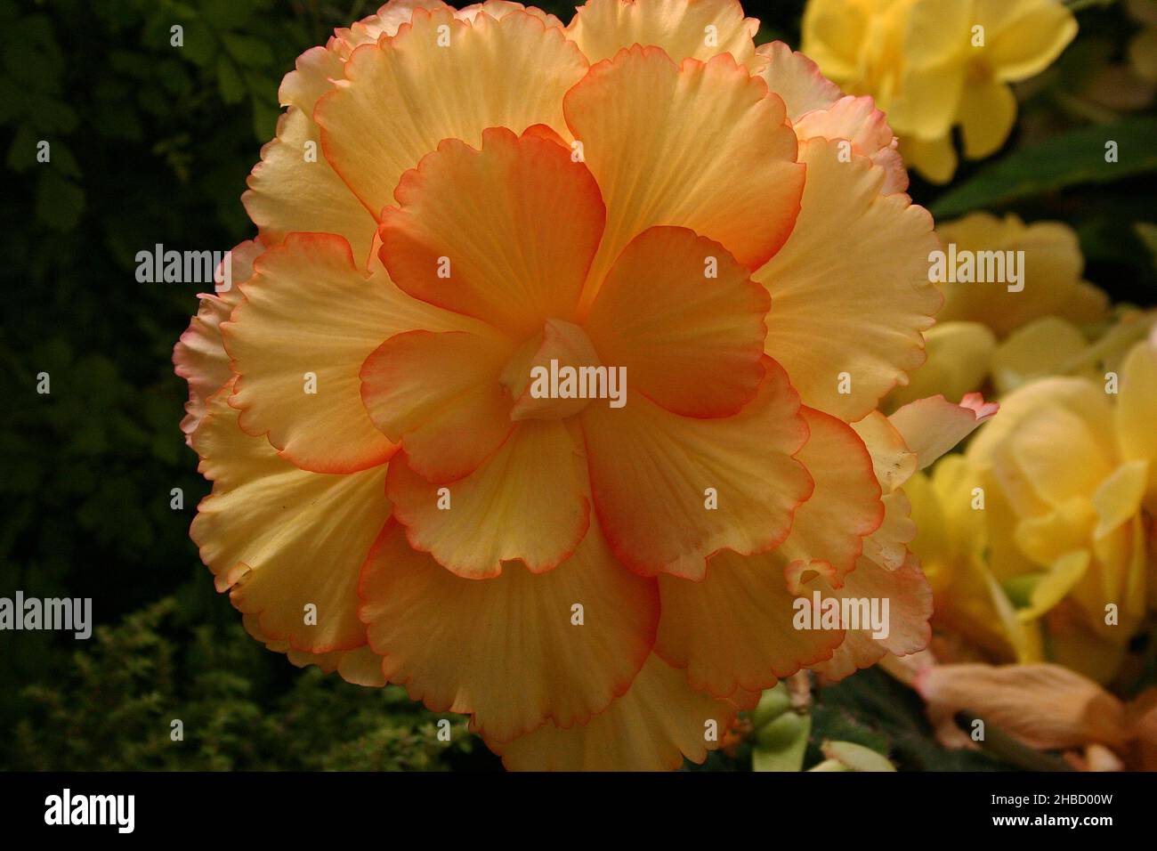 NAHANSICHT VON ORANGE & GELBER BEGONIE x TUBERHYBRIDA BLÜTE. Stockfoto