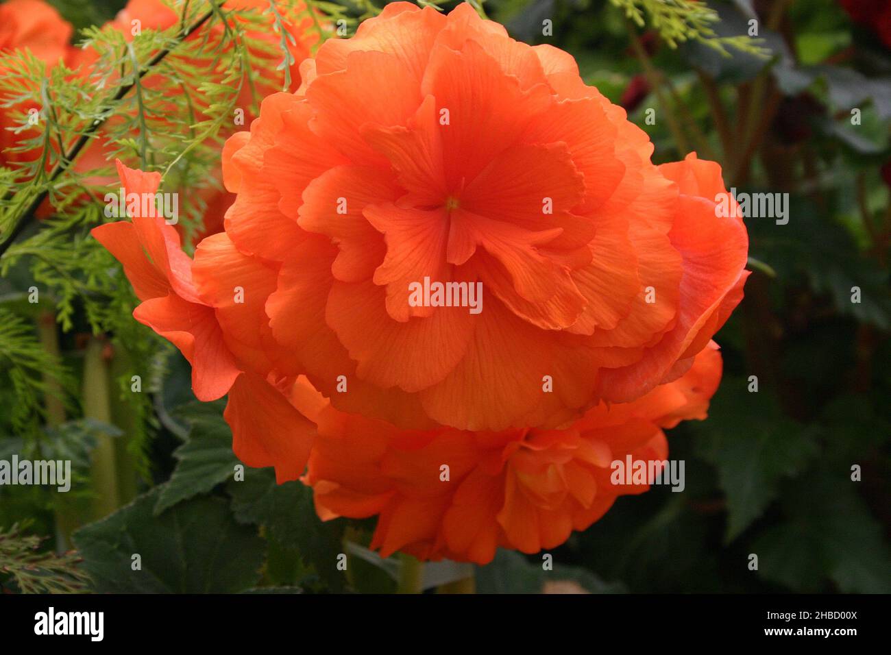 NAHAUFNAHME EINER WUNDERSCHÖNEN ORANGEFARBENEN BEGONIA-BLUME. Stockfoto