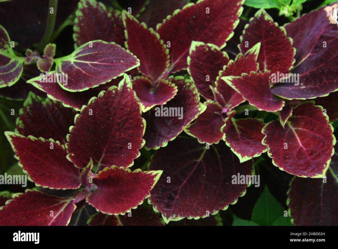 BUNTE BLÄTTER DER COLEUS-PFLANZE (COLEUS SCUTELLARIOIDES SYN. SOLENOSTEMON SCUTELLARIOIDES), AUCH BEKANNT ALS DIE LACKIERTE BRENNNESSEL. Stockfoto