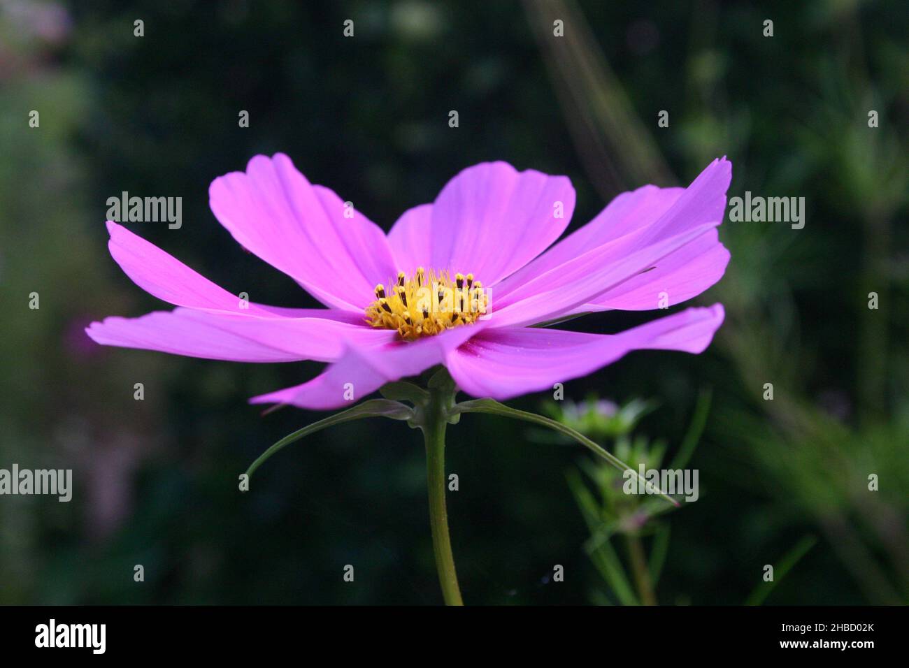 EINZELNE KOSMOSBLÜTE. COSMOS SIND KRAUTIGE STAUDEN ODER EINJÄHRIGE PFLANZEN. Stockfoto